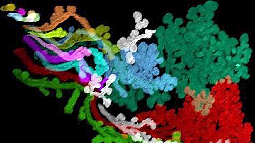 Image 3D obtenue en microscope à feuillet de lumière d’une glande lacrymale d’embryon humain de 12 semaines transparisé. Les différents éléments de la glande ont été colorisés à l’aide d’un logiciel de réalité virtuelle. ©Raphael Blain/Alain Chédotal, Institut de la Vision (Inserm/CNRS/Sorbonne Université)